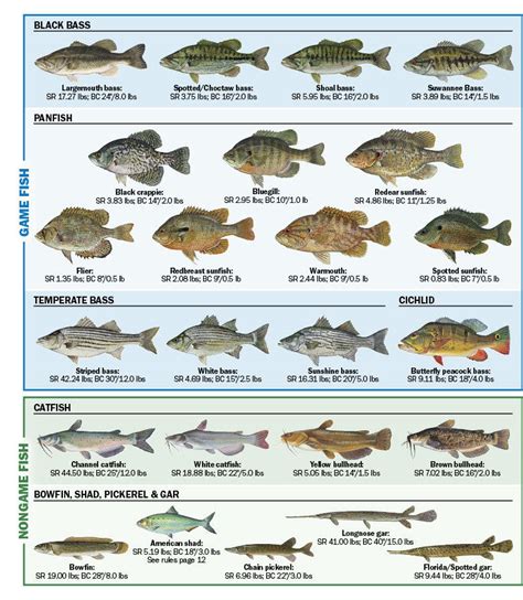 freshwater fish species|Freshwater fish facts and information .